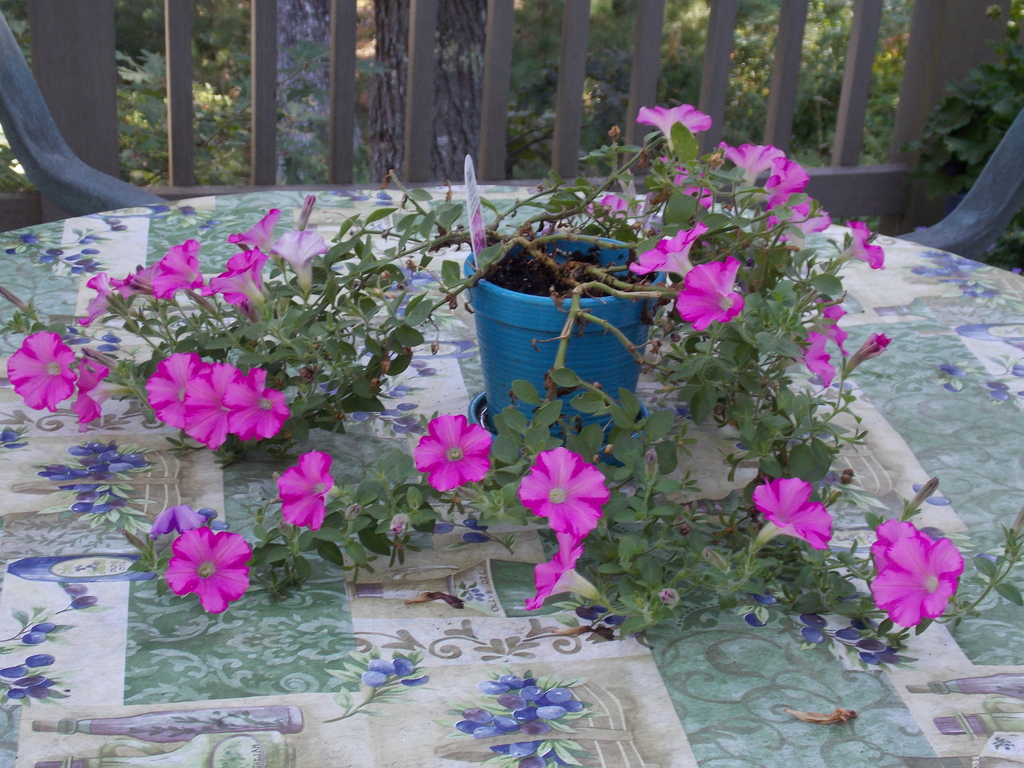 No description provided for: /2014/0911-deck-flowers/photo14.html