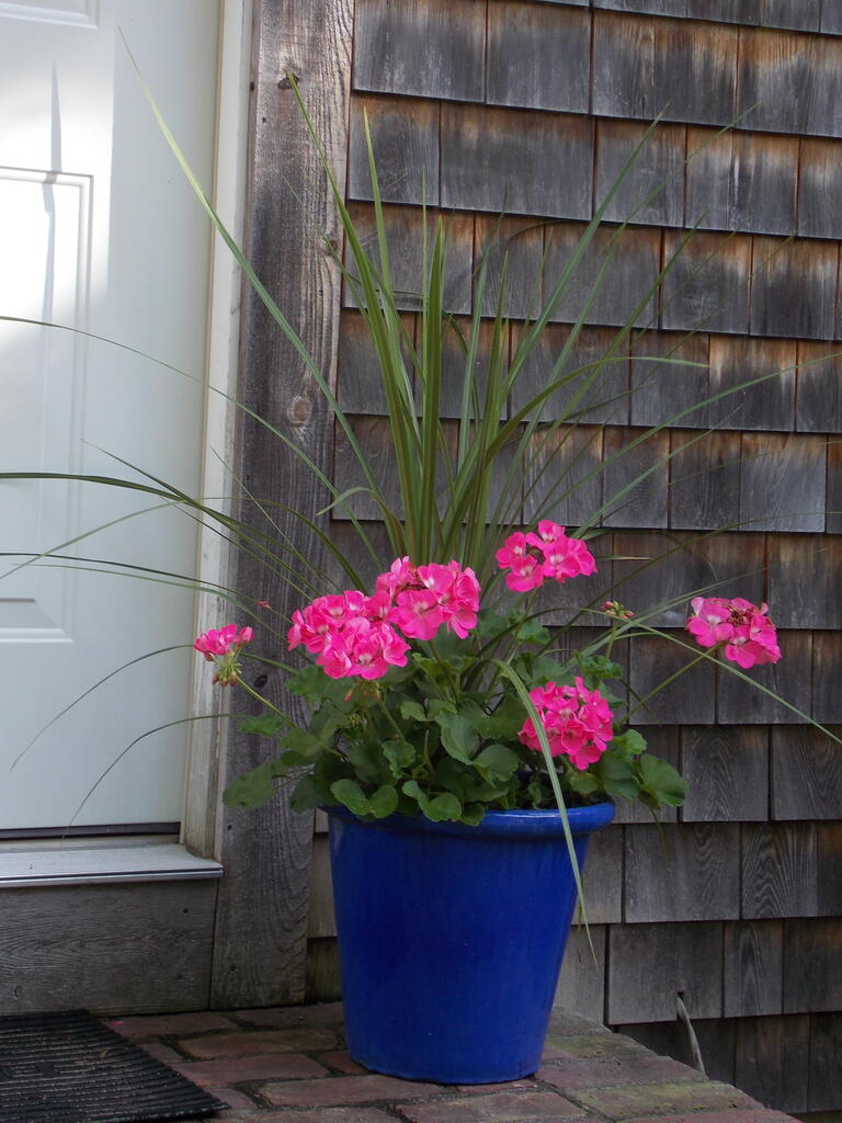 No description provided for: /2014/0911-deck-flowers/photo21.html