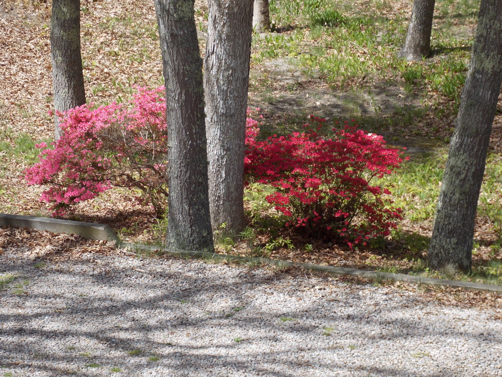 No description provided for: /2015/04-06/0521-rhodies/photo03.html
