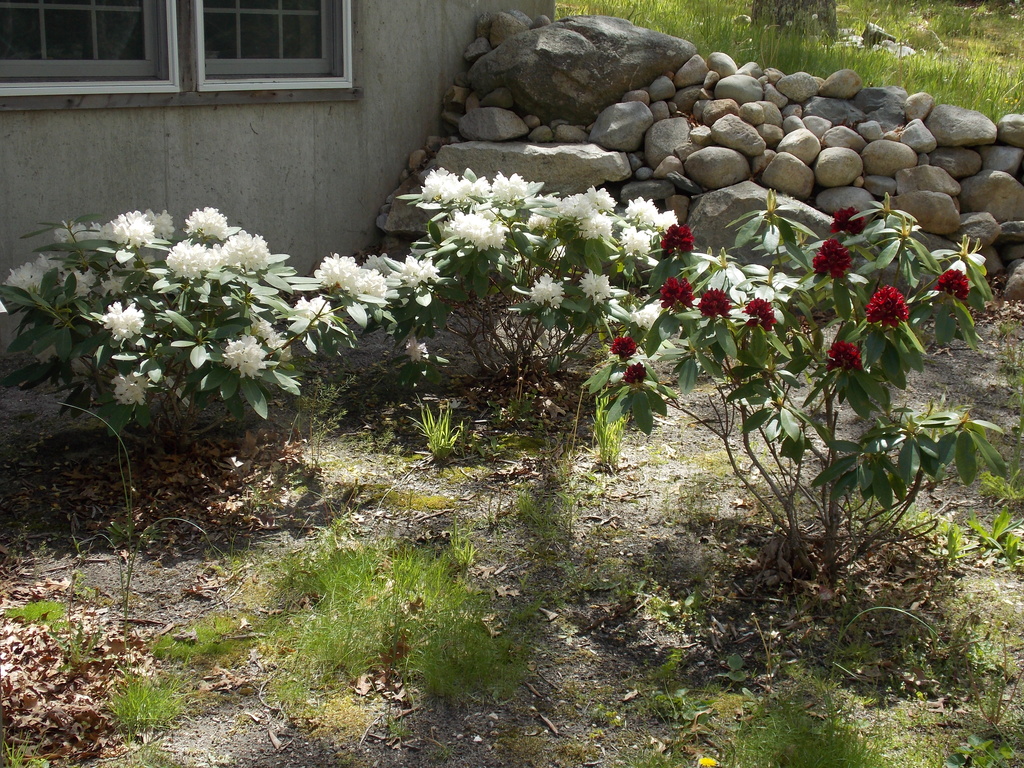 No description provided for: /2015/04-06/0521-rhodies/photo04.html