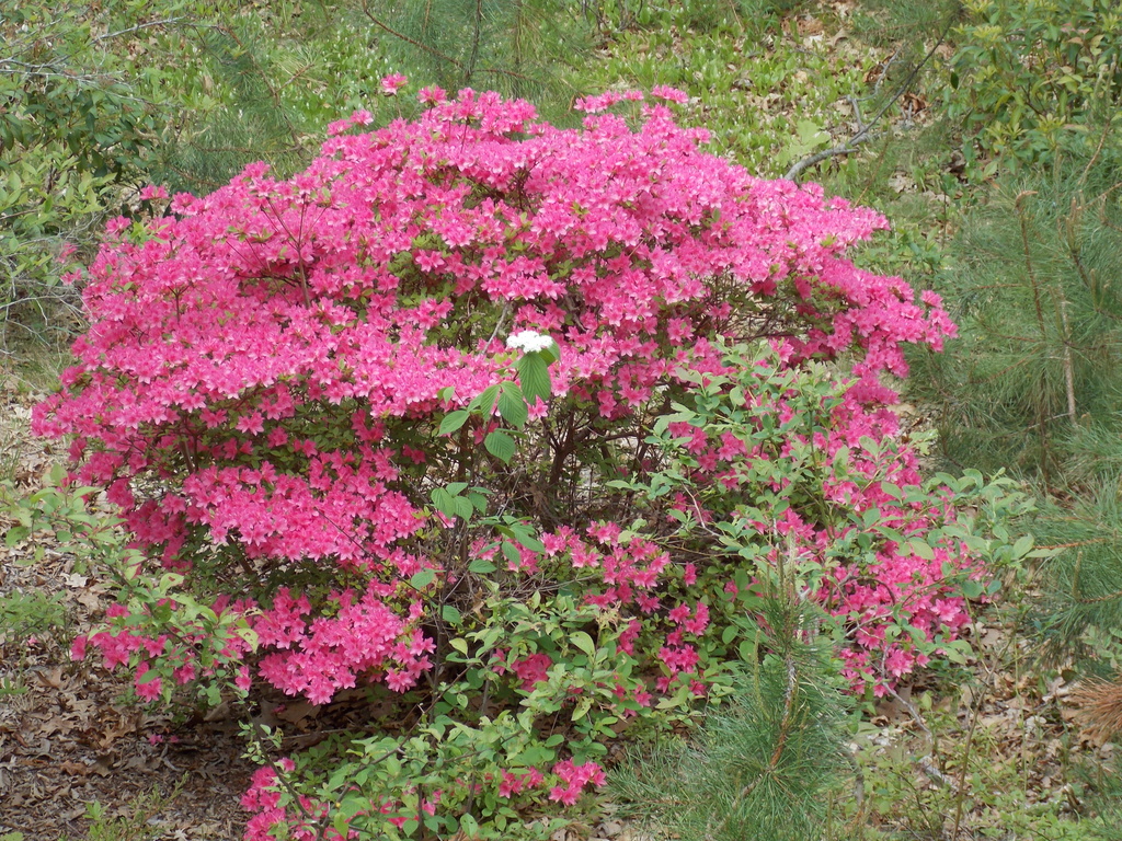 No description provided for: /2015/04-06/0525-rhodies/photo01.html