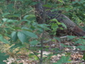 Image file: _1/photo10.jpg