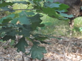 Image file: _1/photo11.jpg