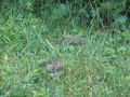 Image file: _1/photo13.jpg