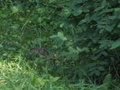 Image file: _1/photo15.jpg