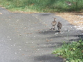 Image file: _2/photo17.jpg