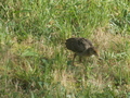 Image file: _2/photo19.jpg