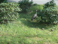 Image file: _2/photo23.jpg