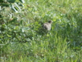 Image file: _2/photo24.jpg