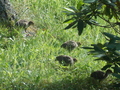 Image file: _2/photo25.jpg