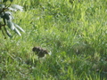 Image file: _2/photo26.jpg