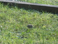Image file: _2/photo28.jpg