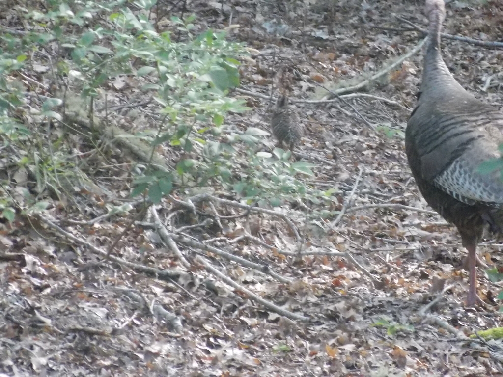 No description provided for: /2017/07-09/0714-baby-turkeys/_1/photo07.html