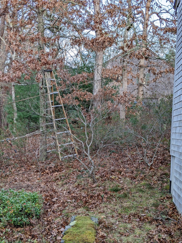 No description provided for: /2021/10-12/1206-broken-tree/photo03.html