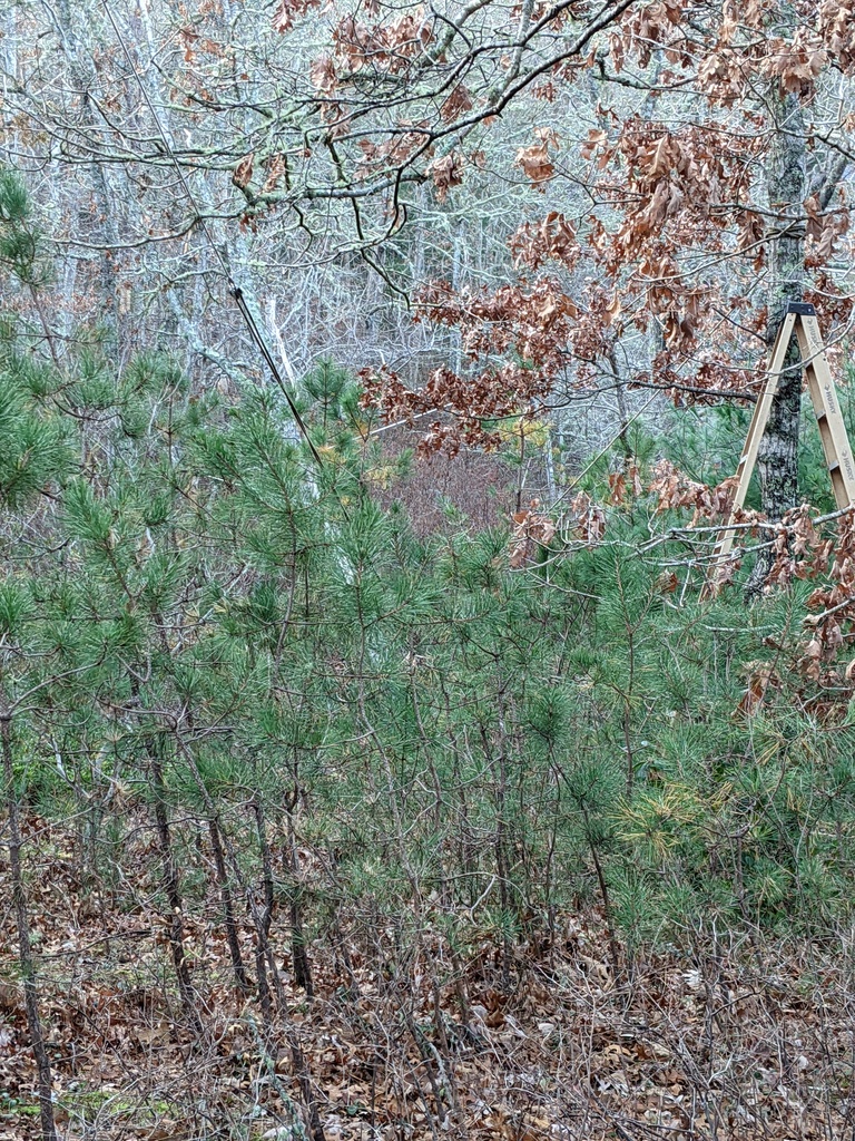 No description provided for: /2021/10-12/1206-broken-tree/photo05.html