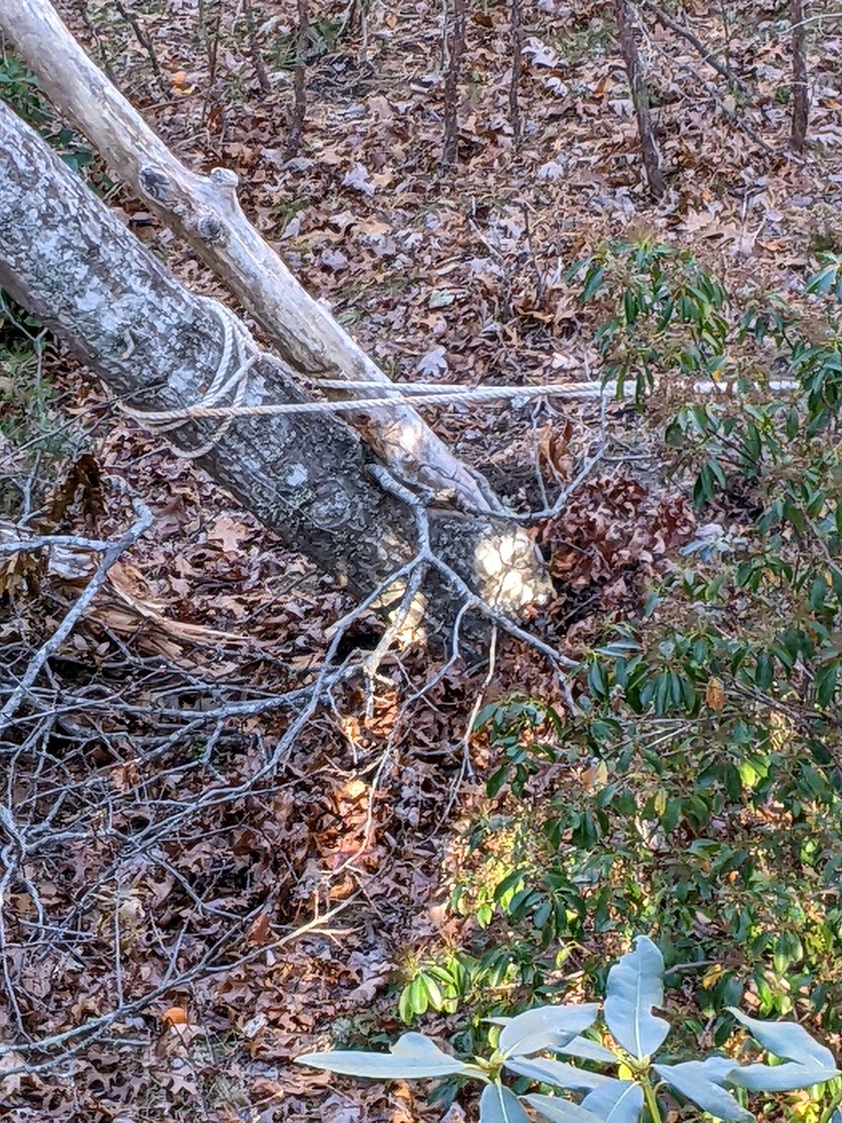 No description provided for: /2021/10-12/1207-broken-tree/photo02.html