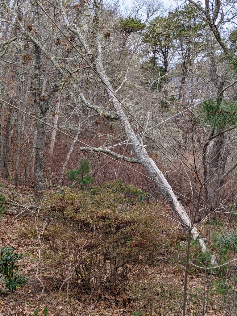 No description provided for: /2021/10-12/1213-broken-tree/photo01.html