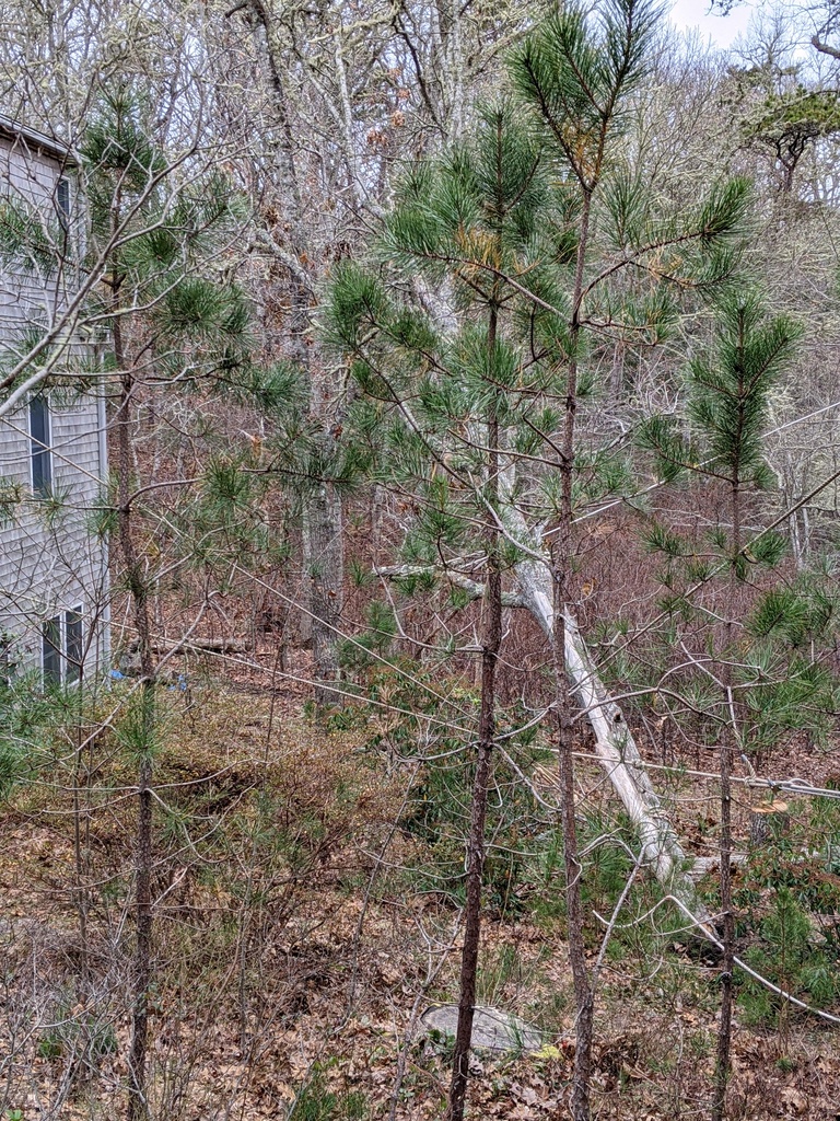 No description provided for: /2021/10-12/1213-broken-tree/photo02.html