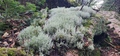 Image file: _2/photo35.jpg