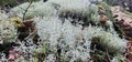 Image file: _2/photo36.jpg