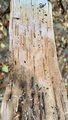 Image file: _2/photo38.jpg