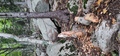 Image file: _3/photo49.jpg