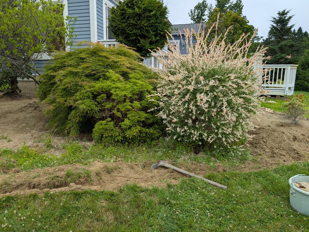 No description provided for: /2025/07-09/0710-rough-transplant/photo01.html