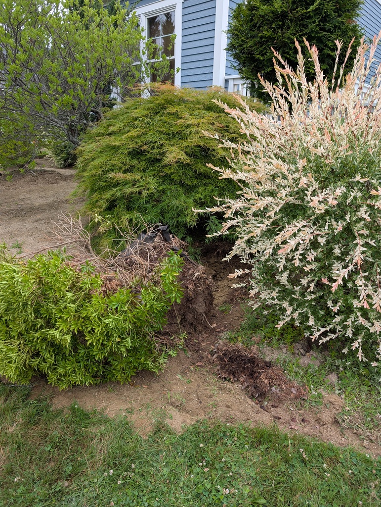 No description provided for: /2025/07-09/0710-rough-transplant/photo02.html