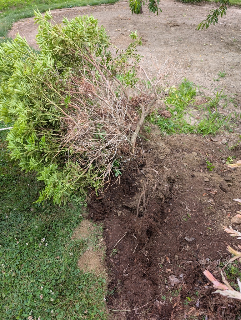 No description provided for: /2025/07-09/0710-rough-transplant/photo04.html