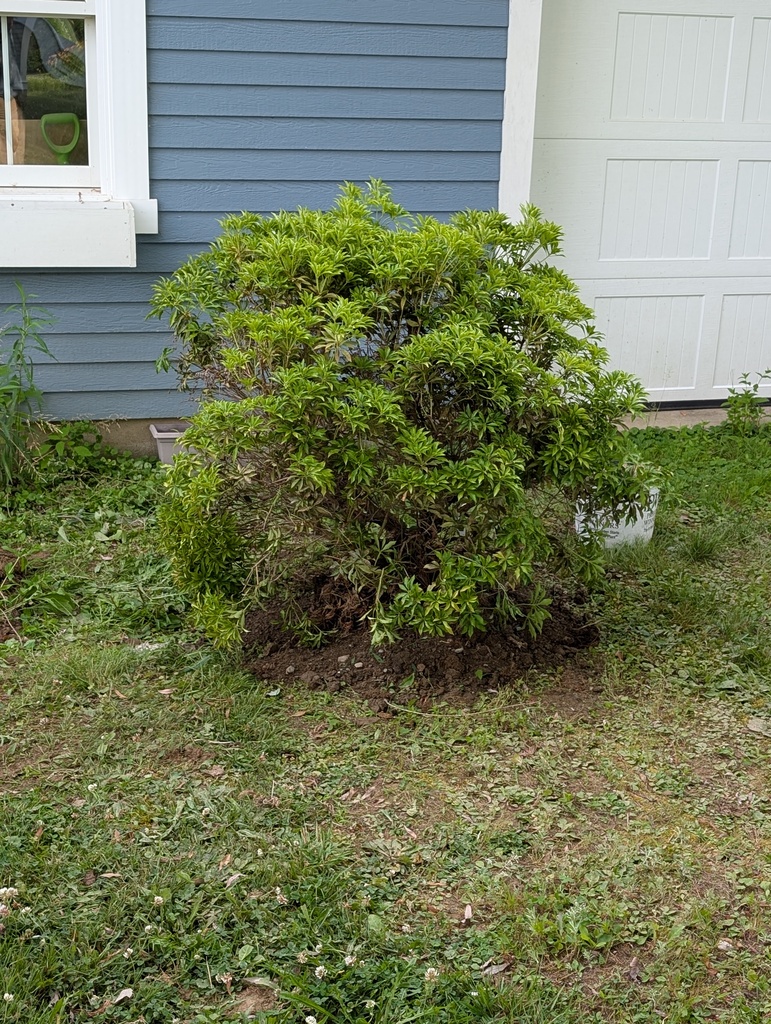 No description provided for: /2025/07-09/0710-rough-transplant/photo05.html