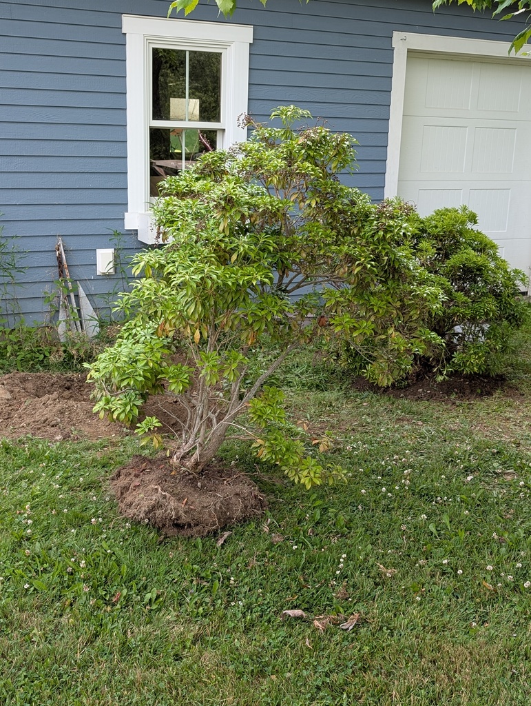 No description provided for: /2025/07-09/0710-rough-transplant/photo06.html