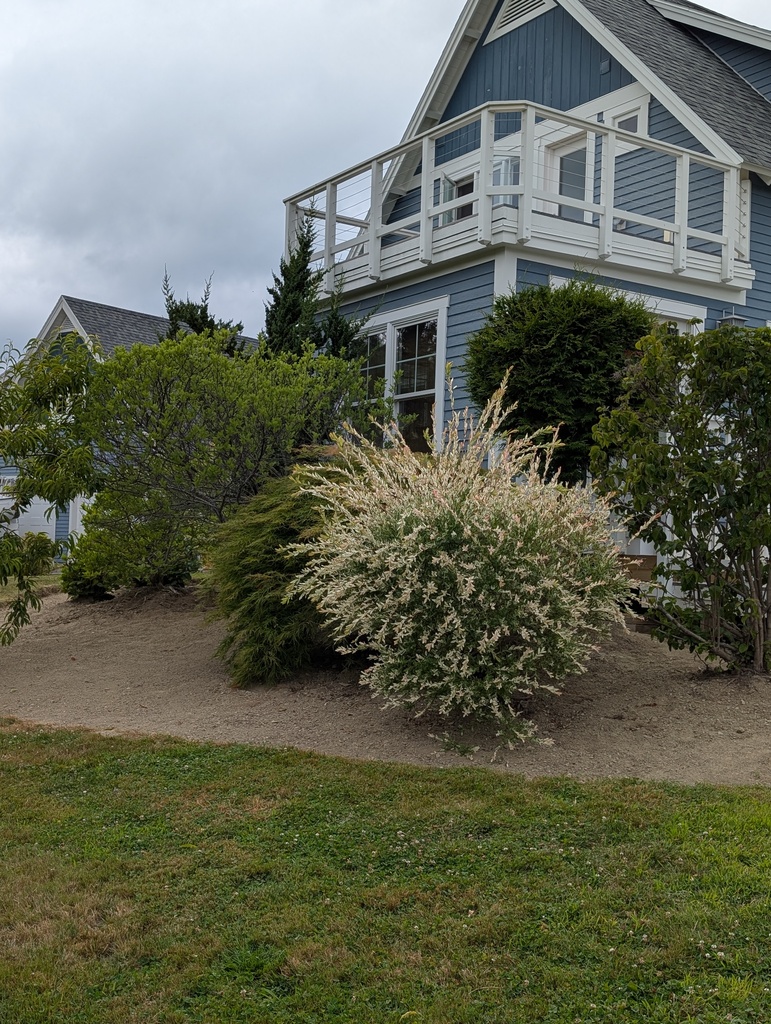 No description provided for: /2025/07-09/0720-weeding-again/photo13.html