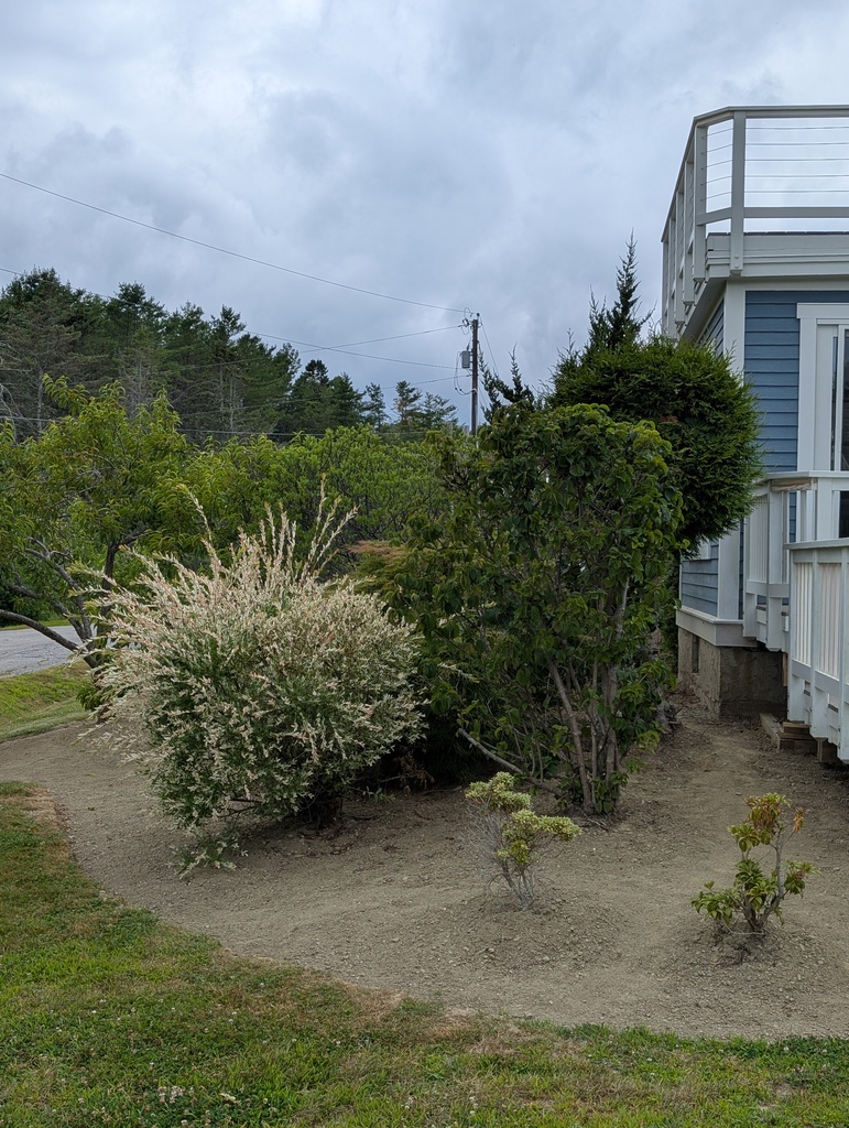 No description provided for: /2025/07-09/0720-weeding-again/photo14.html