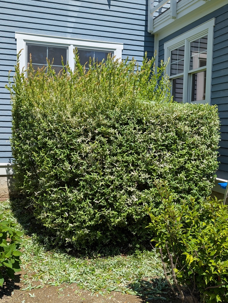 No description provided for: /2025/07-09/0721-trim-bushes/photo01.html