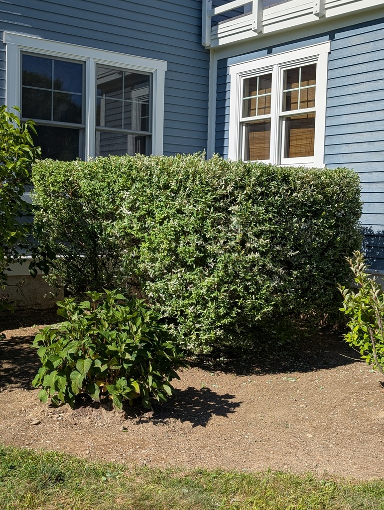 No description provided for: /2025/07-09/0721-trim-bushes/photo02.html