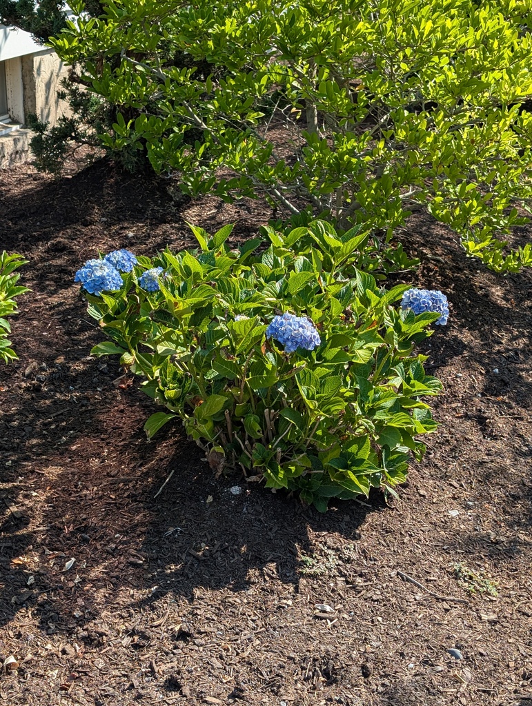 No description provided for: /2025/07-09/0817-hydrangeas/photo01.html