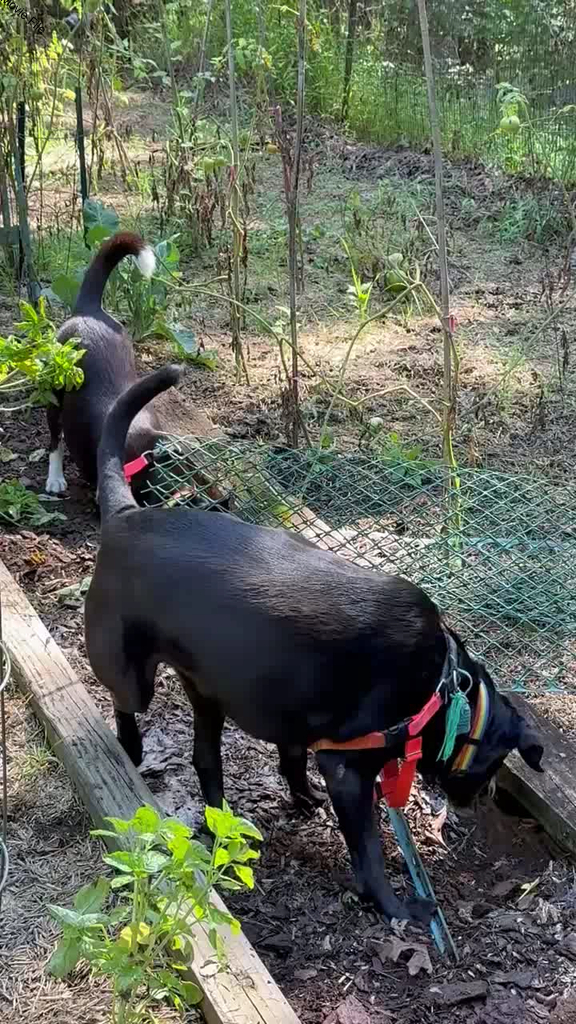 No description provided for: /2025/07-09/0904-chipmunk-hunt/movie01.html