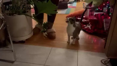 Image file: movie01.mp4