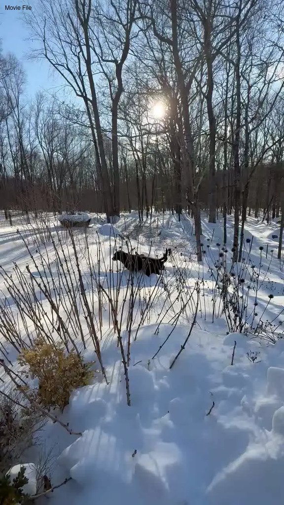 No description provided for: /2026/0129-pups-in-snow/movie01.html