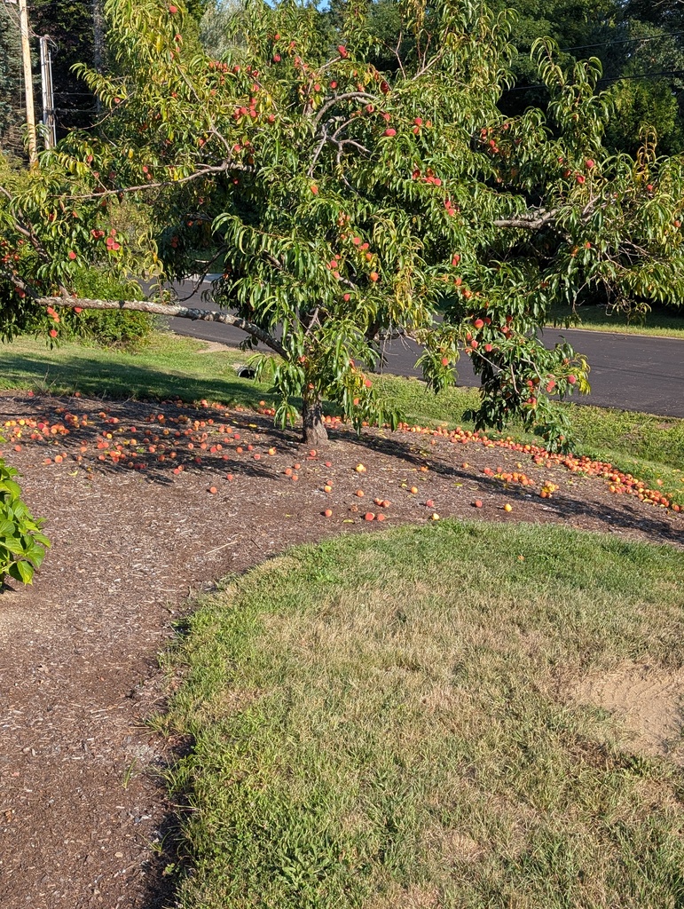 No description provided for: /2026/07-09/0824-peach-trees/photo01.html