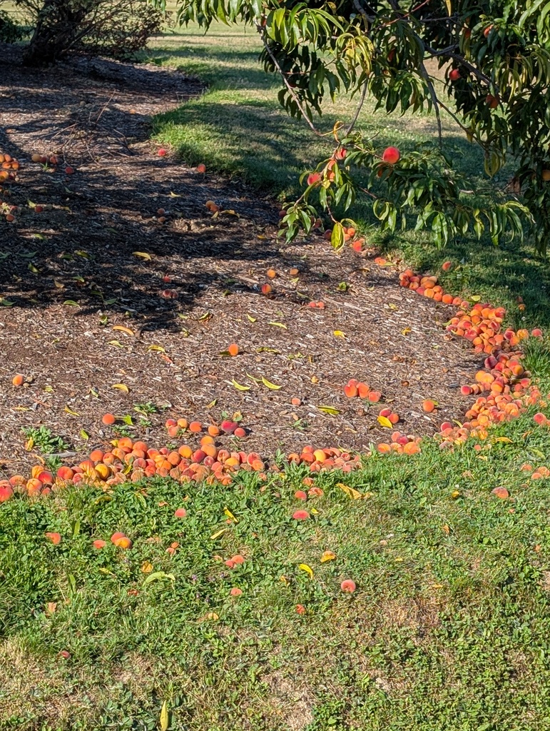 No description provided for: /2026/07-09/0824-peach-trees/photo02.html